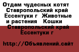 Отдам чудесных котят - Ставропольский край, Ессентуки г. Животные и растения » Кошки   . Ставропольский край,Ессентуки г.